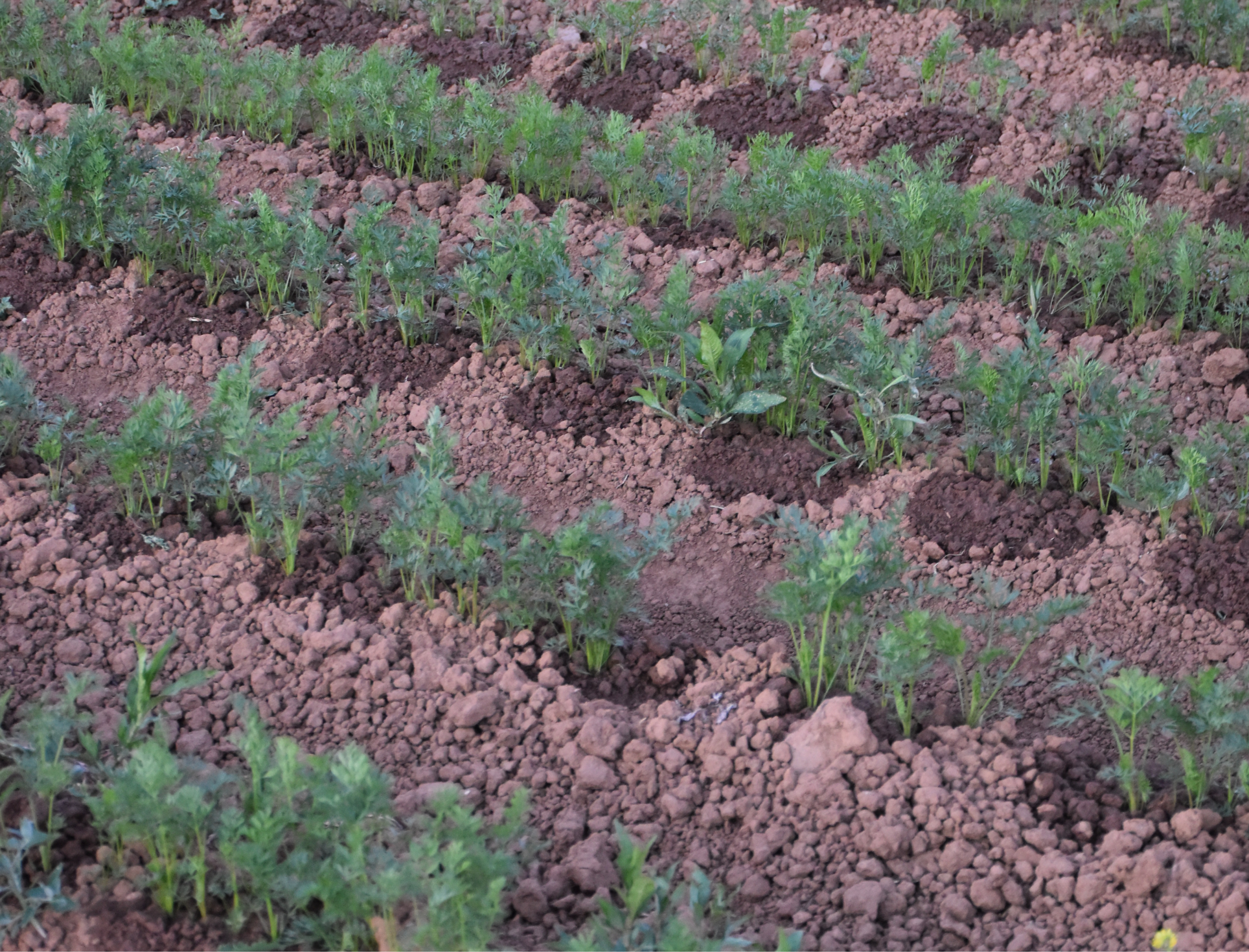 Rows of carrots growing on a field