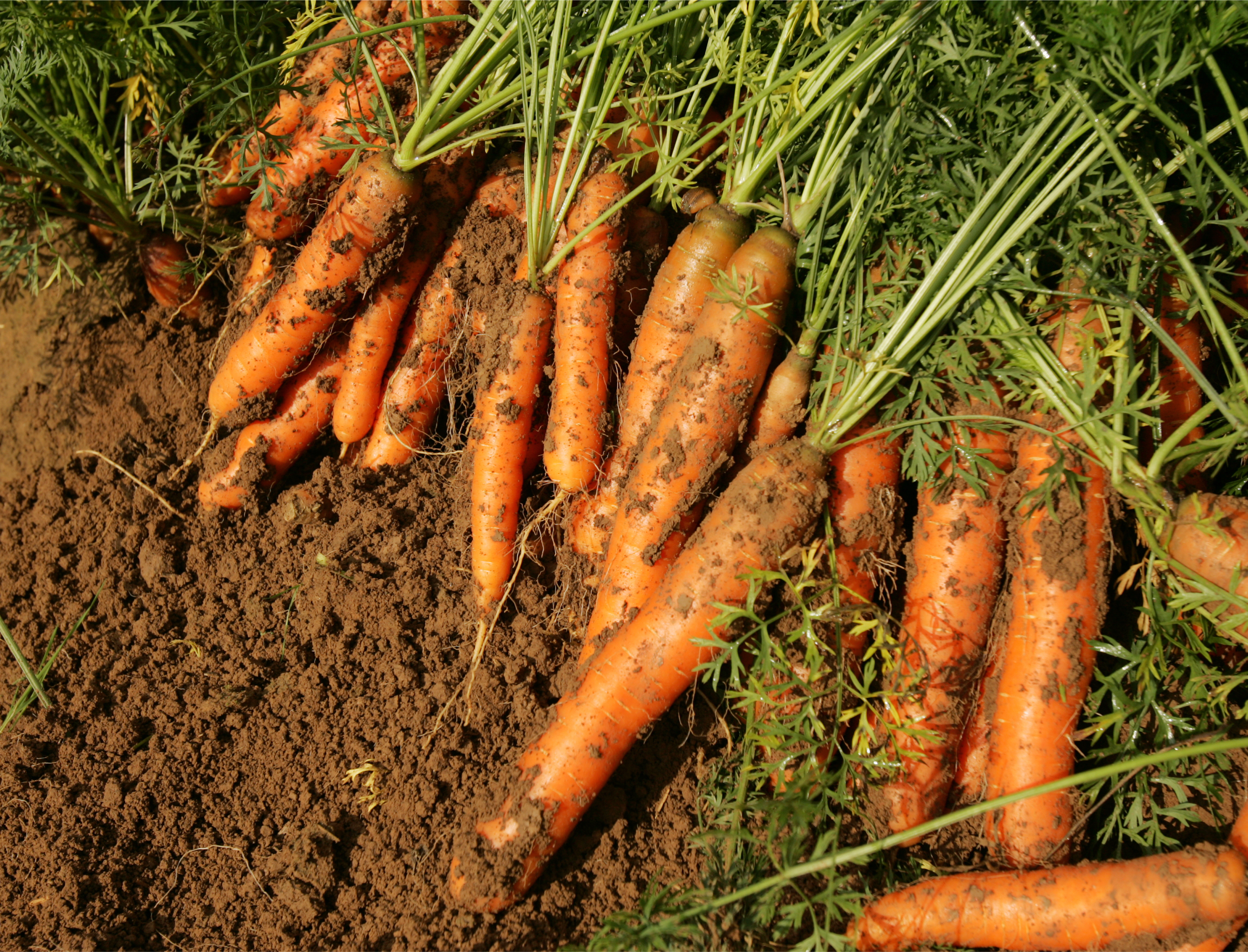 Freshly plucked carrots lying on the ground