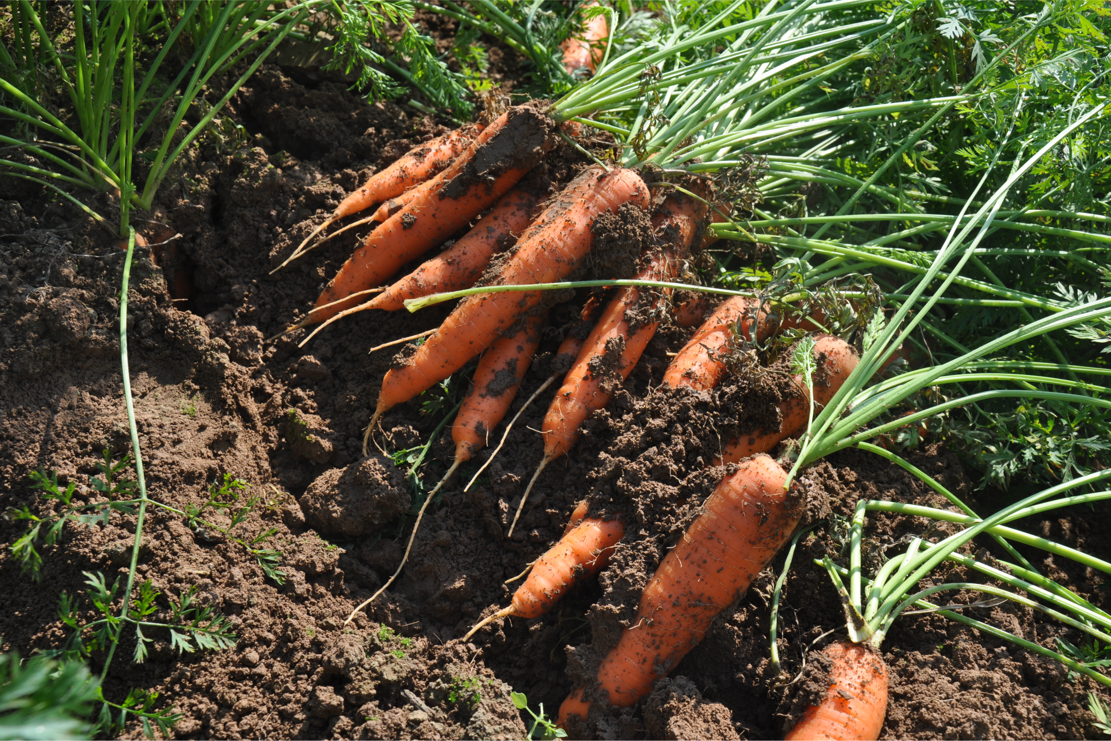 Organic carrots