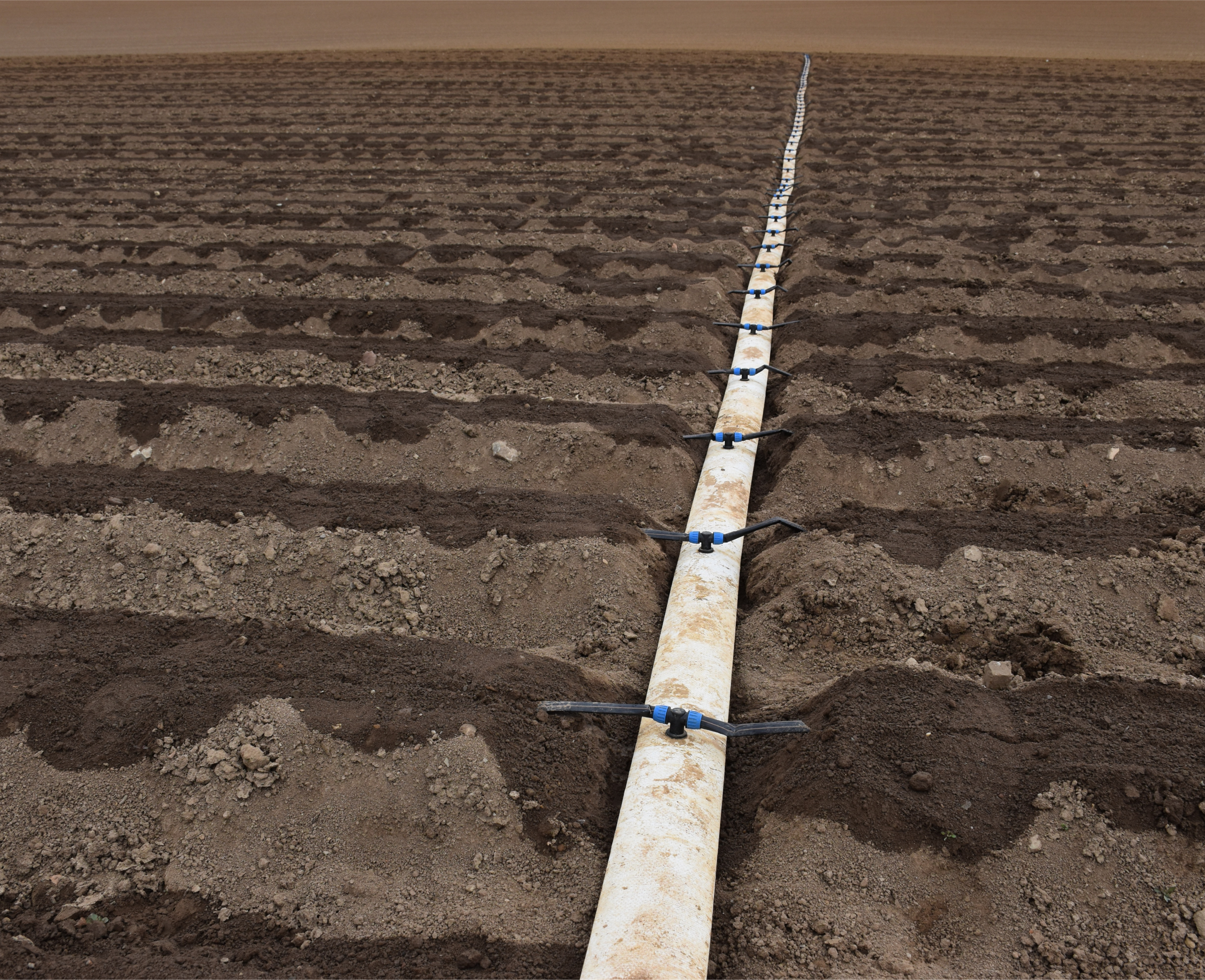 A watering pipe laid on a farming field