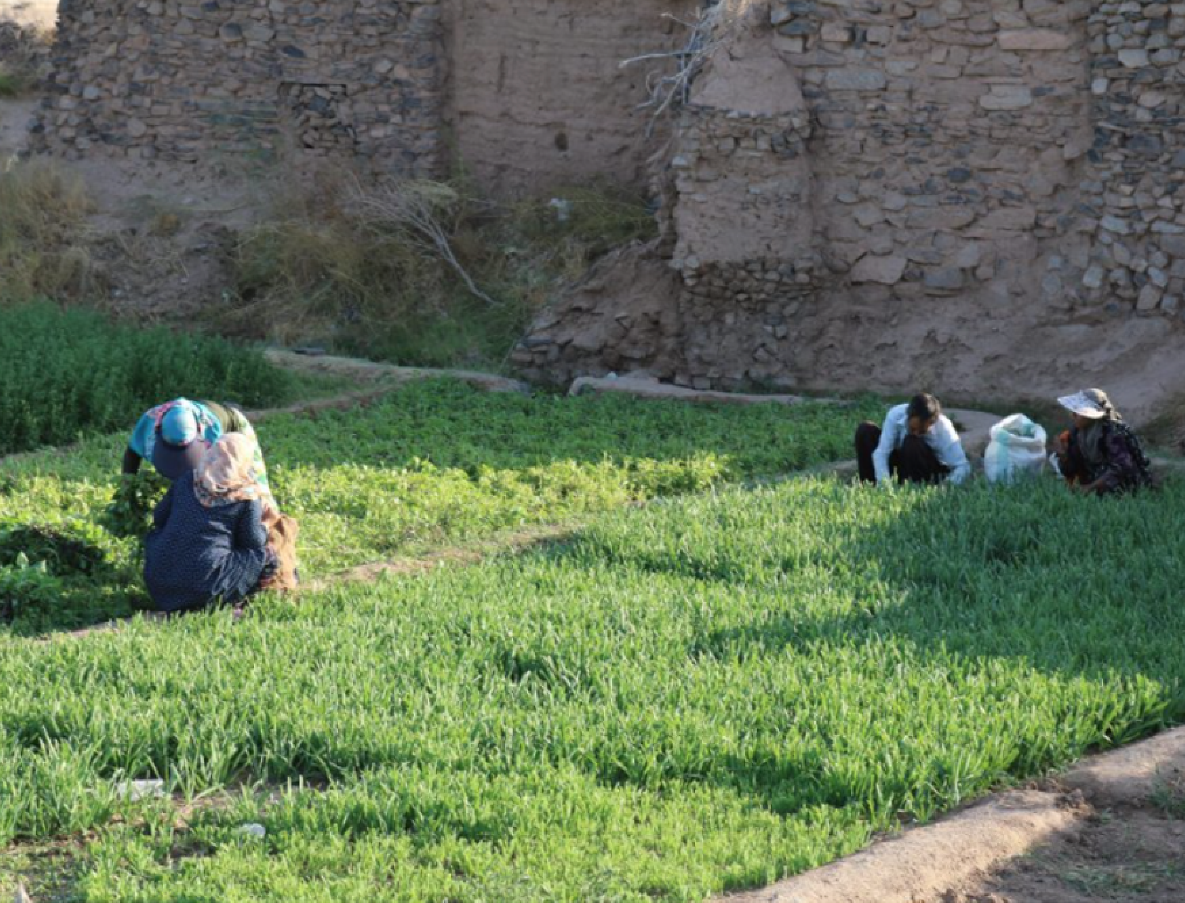 People sitting on a green lawn in a garden